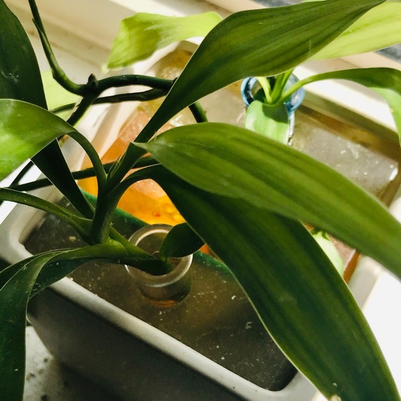 Plant & Cuttings Propagation Station - Watch plants growing their root systems! - Picture 7 of 7